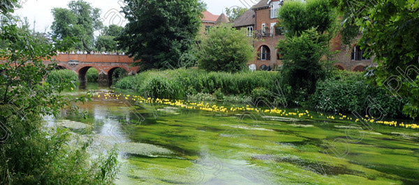 ANP09-890-63 
 All images copyright Andy Newbold 2009 
 Keywords: leatherhead duck race, river mole, councillor Tim Hall,