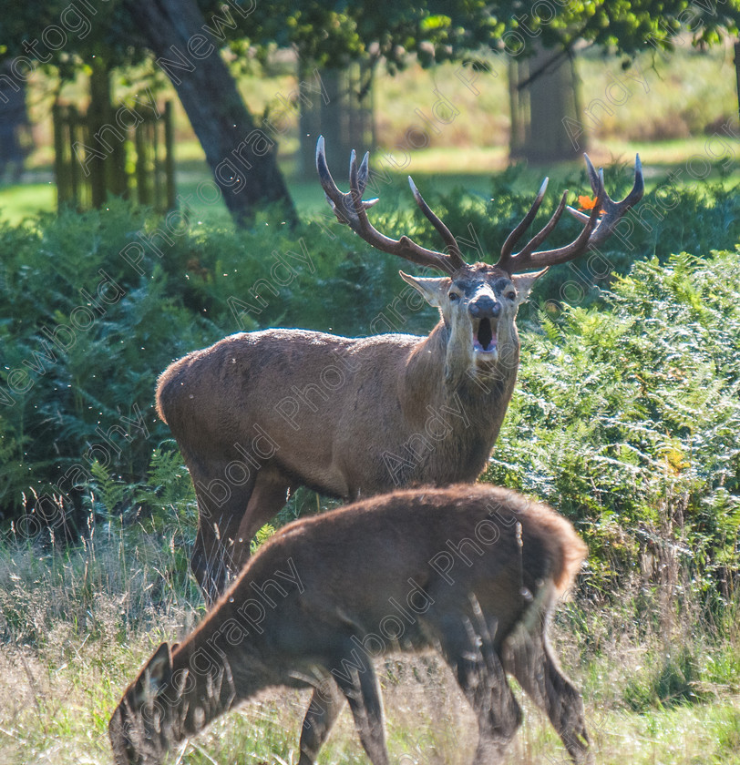 ANP13-1805-050 
 copyright Andy Newbold 2013