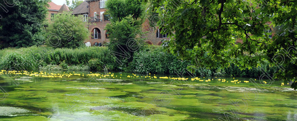 ANP09-890-62 
 All images copyright Andy Newbold 2009 
 Keywords: leatherhead duck race, river mole, councillor Tim Hall,