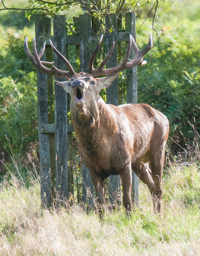 ANP13-1805-053 
 copyright Andy Newbold 2013