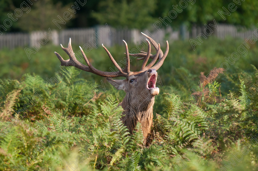 Deer rutting in Bushy Park 
 Copyright Andy Newbold