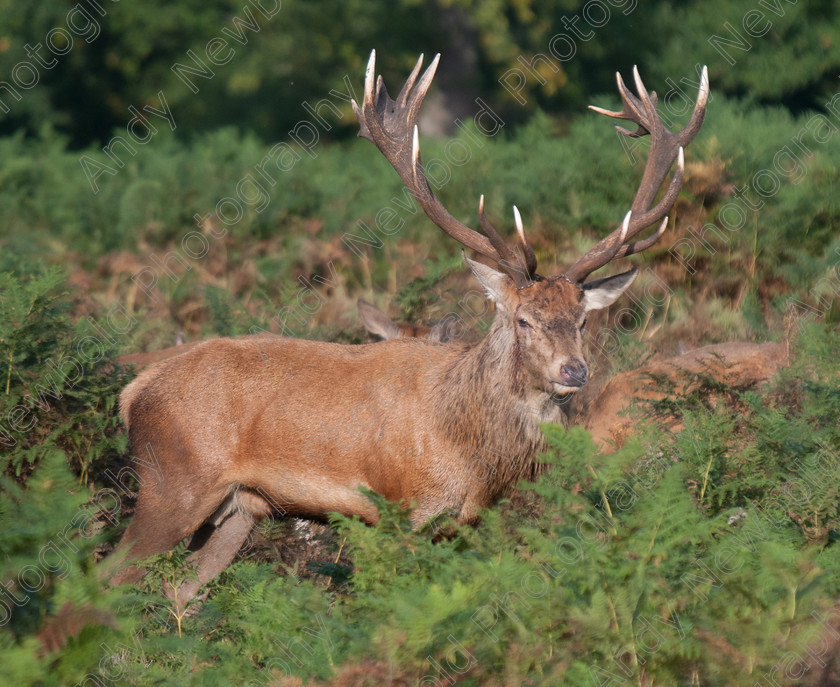 ANP13-1805-021 
 copyright Andy Newbold 2013