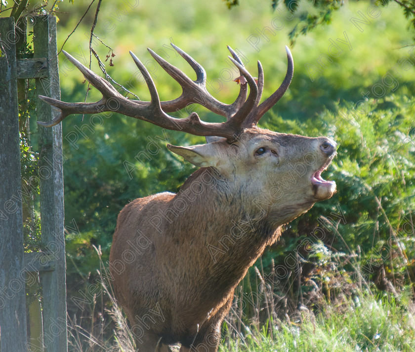 ANP13-1805-052 
 copyright Andy Newbold 2013