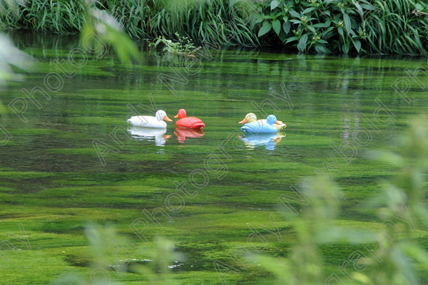 ANP09-890-42 
 All images copyright Andy Newbold 2009 
 Keywords: leatherhead duck race, river mole, councillor Tim Hall,